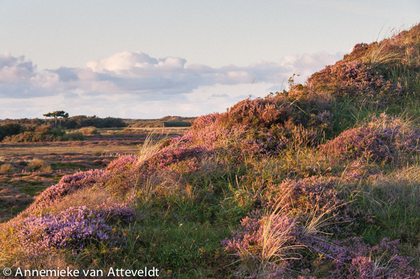 Zomer De Nederlanden